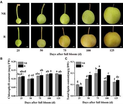 PpMYB36 Encodes a MYB-Type Transcription Factor That Is Involved in Russet Skin Coloration in Pear (Pyrus pyrifolia)